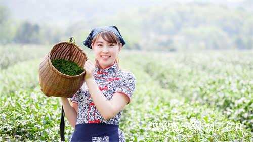 五叶堂茶的零售价格表