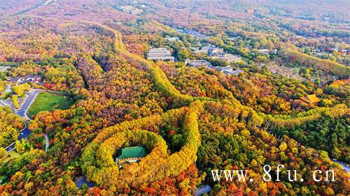 福鼎高山老白茶