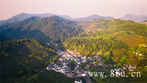 徐家野生白茶高山基地