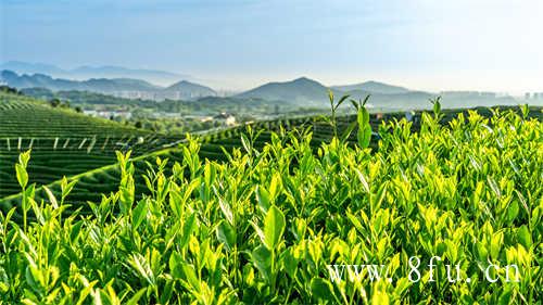 白茶越陈越香你会存茶吗