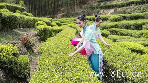 夏日里的茶是如此的解渴