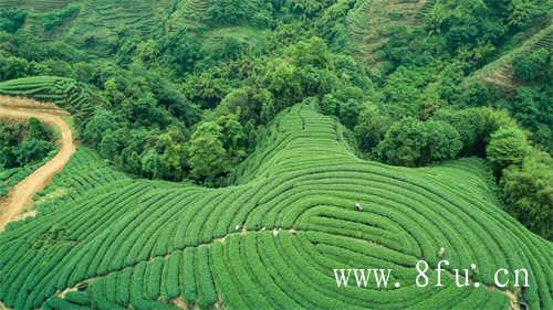 湖林壹号心道老茶初门槛