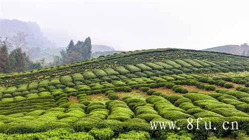 寿眉白茶价格一般多少