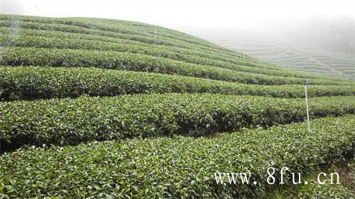 白牡丹茶的价格是多少