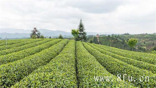 存多少年的茶算老茶