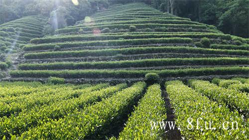 白牡丹茶～茶中珍品