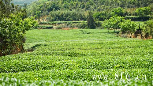 茶毫对茶叶的影响有多大