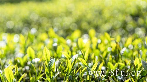 福鼎吴洋山白茶茶香袅袅