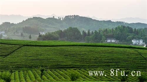 福鼎白茶大毫茶茶饼怎么喝