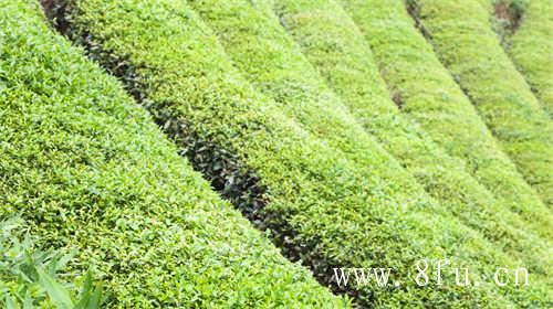 千元级购茶方案（二）