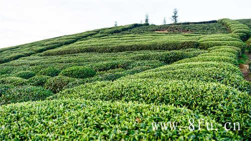 福鼎茶叶销量排行榜你知道吗