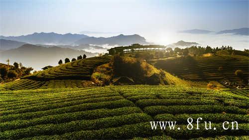 夏季不采夏茶