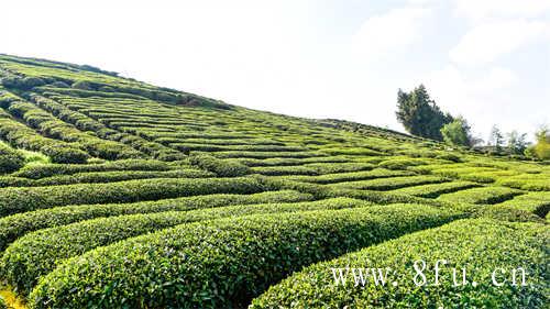 白牡丹茶饼放几年好喝