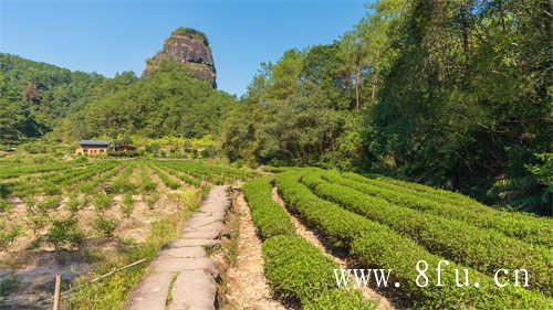 6年白茶老树大叶茶