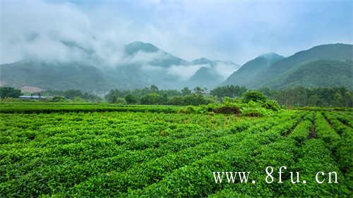 福鼎白茶制茶工艺传承人