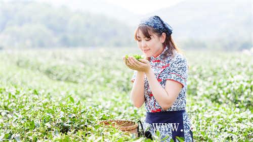 荒野白茶上市茶百科