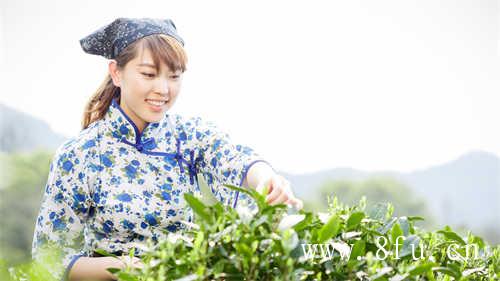 六妙白茶全国名茶翘楚之冠