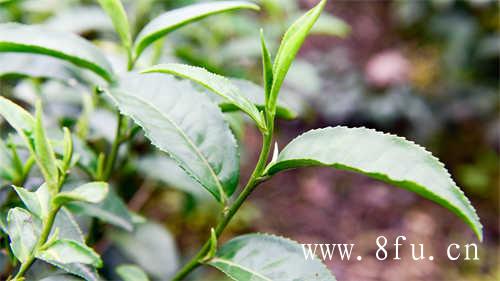 绿雪芽二十年纪念茶「初心印记」