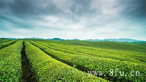 高山白茶贡眉茶