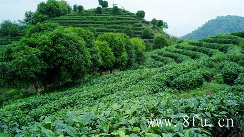 寿眉除了饼茶也能喝散茶吗