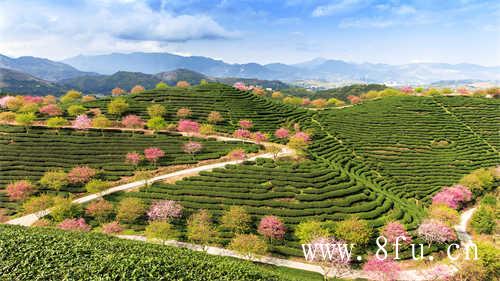 白茶压饼好还是散茶好