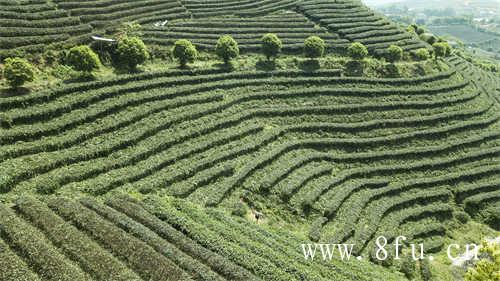 白茶茶饼寿眉