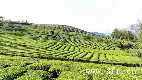 喝白牡丹茶有减肥功效吗