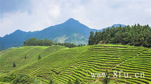 2013年福鼎白茶饼经典珍藏