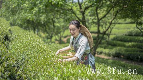 寿眉和贡眉的共同功效是什么