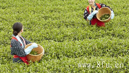 福鼎白茶寿眉茶饼价格