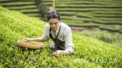 喝白牡丹茶有减肥的功效吗