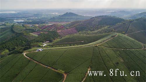 台湾百年郑福星茶业台湾窖藏老茶