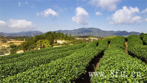 老白茶茶多酚含量较高增加口感