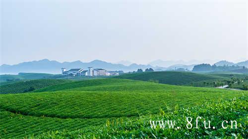 散茶和饼茶的区别在哪