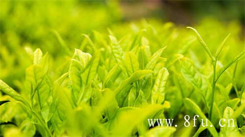 大白茶与绿雪芽