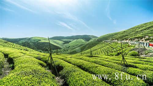 白毫银针是什么茶