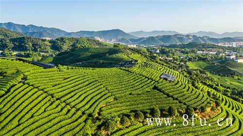 第九届福鼎白茶开茶节隆重举行