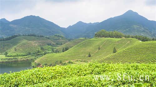 茶饮料中为何加碳酸氢钠