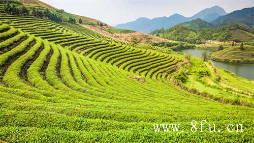 福鼎白茶的发源地你知道吗