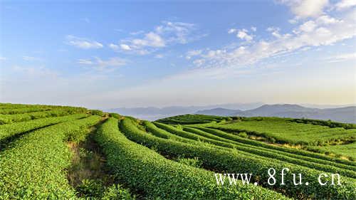白牡丹茶叶怎么储存