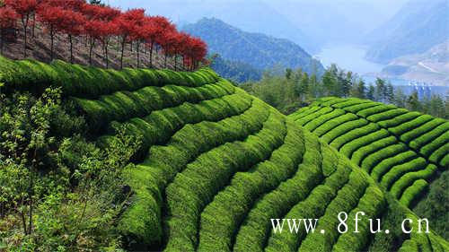 白茶的存放条件你知道吗