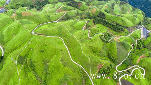 佛山地区茶王大赛圆满成功