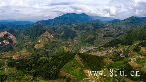 佛山地区茶王大赛圆满成功