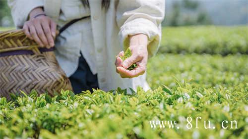 福鼎白茶价格一般多少钱