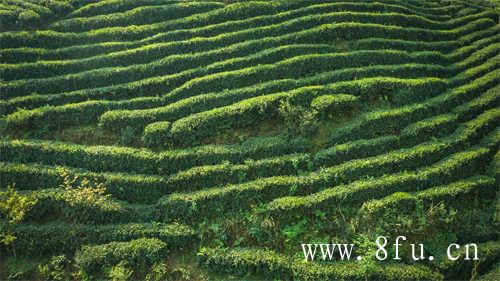 海丝国际杯斗茶赛即将举行
