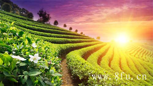 白牡丹茶白牡丹一品茶价格