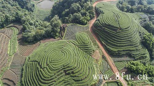 白茶的白牡丹新茶阶段花香馥郁