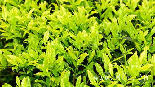 蜜桃乌龙茶蜜桃乌龙茶