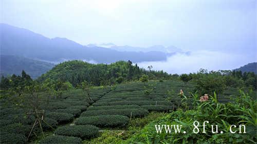 福鼎白茶干茶偏黄和偏绿的区别