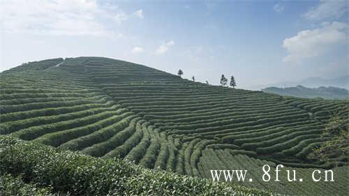 白牡丹茶是中国福建历史名茶